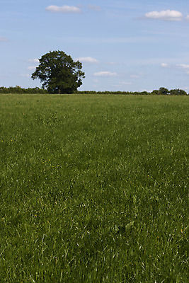 포토 JPG 해외이미지 길 백그라운드 밭 농업 자연 하늘 잉글랜드 풍경 사람없음 초록색 파란색 농장 봄 산책 시골 언덕 해외202004 해외포토 계절 산업 컬러 휴식 영국 생태계 파일형식 이미지허브