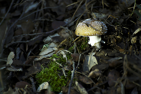 포토 JPG 해외이미지 식물 계절 음식 잎 자연 풍경 사람없음 초록색 갈색 버섯 성장 가을 흰색 숲 내추럴 곰팡이 그물버섯 캡모자 해외202004 해외포토 모자_잡화 컬러 생태계 파일형식 이미지허브