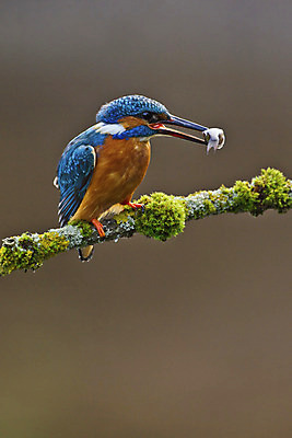 포토 JPG 해외이미지 동물 1 남자 유럽 야생동물 자연 조류 낚시 영국 어류 이끼 앉기 성인 사람없음 야외 세로 파란색 봄 나뭇가지 막대기 5월 깃털 싱글 사냥 부리 계산서 내추럴 물총새 해외202004 해외포토 나무 계절 나라 컬러 모션 레저 사람 수중동물 날짜 생태계 파일형식 이미지허브