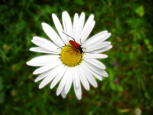 포토 JPG 해외이미지 식물 계절 꽃잎 꽃 곤충 밭 자연 사람없음 빨간색 노란색 정원 벚꽃 흰색 벌레 딱정벌레 묘사 생물학 내추럴 생태학 캐모마일 해외202004 해외포토 동물 교육 컬러 농업 허브 생태계 파일형식 이미지허브