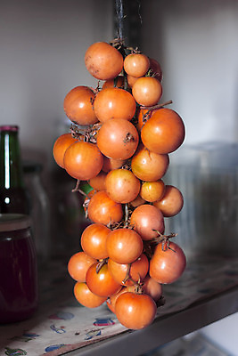 포토 JPG 해외이미지 식물 음식 줄기 잎 농업 토마토 채소 건강 사람없음 초록색 여름 농장 정원 샐러드 수확 성장 나뭇가지 신선 맛 작음 다발 유기농 생태계 내추럴 숙성 온실 채식주의자 세련 해외202004 해외포토 나무 웰빙 계절 산업 컬러 컨셉 크기 채식 파일형식 이미지허브