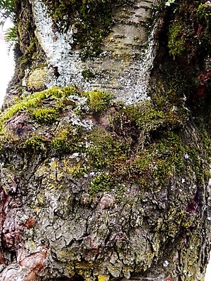 포토 JPG 해외이미지 나무 자연 이끼 사람없음 목재 성장 황무지 숲 나무껍질 삼림지대 해외202004 해외포토 식물 재료 껍질 생태계 파일형식 이미지허브