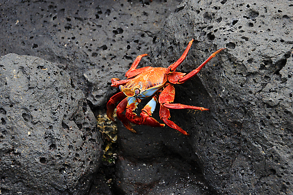 포토 JPG 해외이미지 동물 야생동물 모래 바다 섬 오렌지 자연 갑각류 사람없음 빨간색 빛 모래사장 컬러풀 노란색 검은색 게 먹이 먹기 화산 에콰도르 갈라파고스 다도해 양발 해외202004 해외포토 컬러 과일 모션 산 남아메리카 생태계 파일형식 이미지허브
