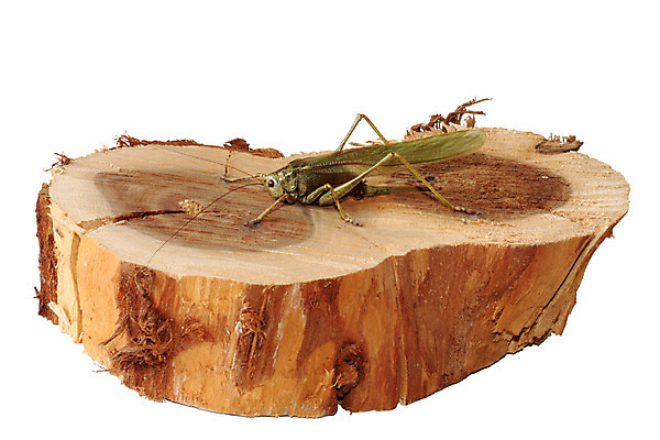 포토 JPG 해외이미지 야생동물 곤충 신체 날개 안테나 사람없음 초록색 갈색 머리 점프 벌레 스웨터 메뚜기 양발 해외202004 해외포토 동물 컬러 상의 통신 모션 신체부위 파일형식 이미지허브