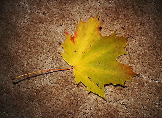 포토 JPG 해외이미지 나무 식물 계절 공원 백그라운드 단풍 잎 오렌지 자연 추상 기술 사람없음 빨간색 갈색 노란색 환경 활발 젖음 가을 화려 황금 숲 9월 11월 수집 질감 장면 10월 해외202004 해외포토 공공시설 컬러 컨셉 무늬 과일 날짜 생태계 파일형식 이미지허브