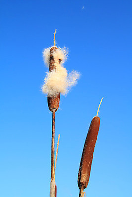 포토 JPG 해외이미지 식물 계절 공원 꽃 백그라운드 겨울 꽃무늬 밭 자연 지팡이 건조 갈대 풍경 사람없음 야외 빨간색 물 강 갈색 일출 정원 일몰 추위 흰색 연못 만 칼날 습지 시원함 허브 원예 질감 러시아인 해외202004 해외포토 자연요소 서양인 공공시설 컬러 무늬 농업 취미 노을 생태계 파일형식 이미지허브