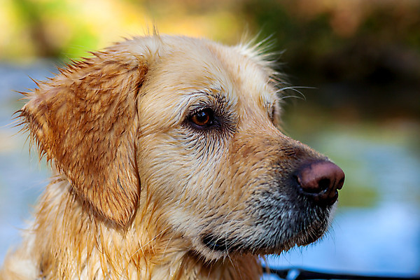 포토 JPG 해외이미지 동물 포즈 장난 포유류 털 사람없음 반려동물 가을 황금 개 리트리버 모피 만족 코 사냥개 귀 주둥이 송곳니 기르기 동반자 복종 유래 지능 해외202004 해외포토 계절 감정 신체부위 치아 돌봄 파일형식 이미지허브