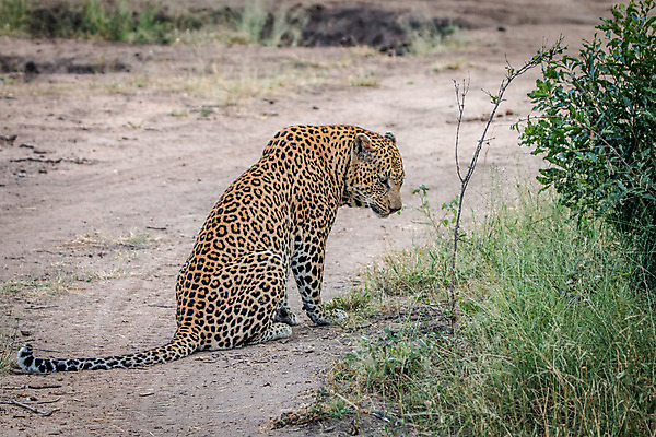 포토 JPG 해외이미지 동물 척추동물 응시 공원 야생동물 여행 포유류 아프리카 자연 친절 털 사람없음 야외 환경 고양이 힘 행성 운전 게임 황무지 보호 위험 큼 모피 심볼 사파리 속도 육식동물 사냥꾼 표범 내추럴 사바나 전국 해외202004 해외포토 직업 시선 공공시설 나라 컨셉 모션 놀이 반려동물 우주 크기 생태계 파일형식 이미지허브