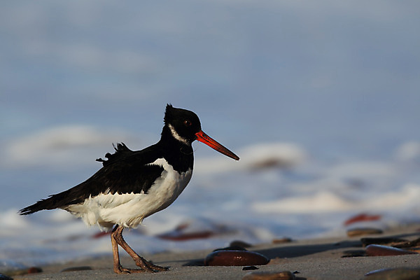 포토 JPG 해외이미지 동물 유럽 야생동물 모래 바다 자연 조류 독일 사람없음 물 검은색 흰색 물새 해외202004 해외포토 자연요소 나라 컬러 생태계 파일형식 이미지허브