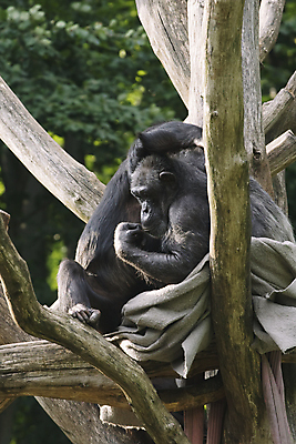 포토 JPG 해외이미지 나무 동물 커플 2 포유류 자연 생물 동물원 앉기 사람없음 검은색 나뭇가지 원숭이 유인원 침팬지 총구 해외202004 해외포토 식물 컬러 관계 모션 생태계 파일형식 이미지허브