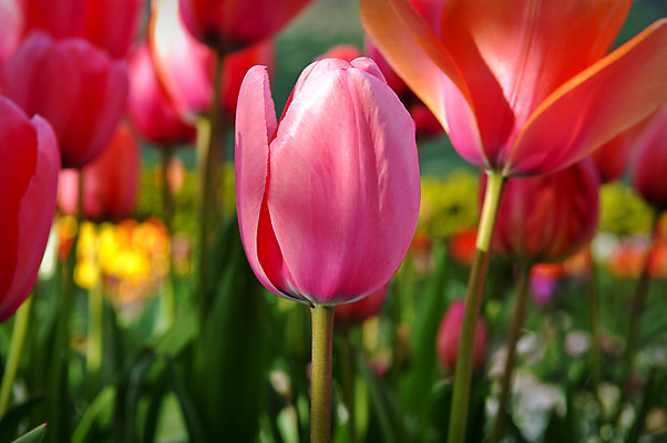 포토 JPG 해외이미지 식물 계절 꽃잎 꽃 분홍색 백그라운드 잎 꽃무늬 밭 농업 자연 기술 풍경 사람없음 야외 초록색 머리 정원 보라색 봄 활발 튤립 성장 벚꽃 신선 그룹 원예 세련 해외202004 해외포토 산업 컬러 컨셉 무늬 취미 신체부위 생태계 파일형식 이미지허브