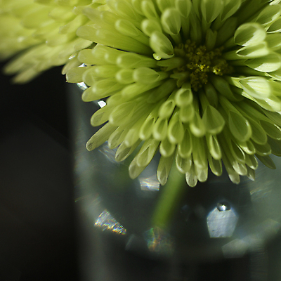 포토 JPG 해외이미지 식물 꽃잎 꽃 선 줄기 꽃다발 잎 꽃무늬 자연 국화 선물 사람없음 초록색 컬러풀 노란색 정원 봄 성장 벚꽃 개화 묘사 꽃가루 깊이 꽃수술 그리너리 해외202004 해외포토 계절 컬러 무늬 가루 생태계 파일형식 트랜드컬러 이미지허브