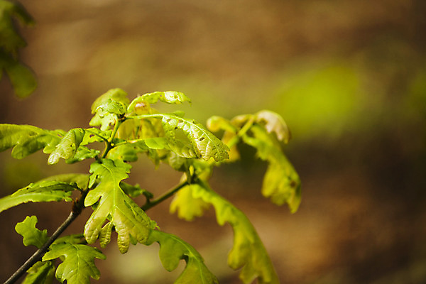 포토 JPG 해외이미지 나무 식물 계절 줄기 백그라운드 낙엽 잎 농업 자연 새로움 사람없음 초록색 햇빛 태양 새싹 환경 봄 성장 흰색 나뭇가지 신선 숲 작음 묘사 싱글 정맥 내추럴 개발 땅바닥 모종 묘목 생태학 그리너리 해외202004 해외포토 자연요소 교육 산업 컬러 컨셉 바닥 크기 생태계 혈관 파일형식 트랜드컬러 이미지허브