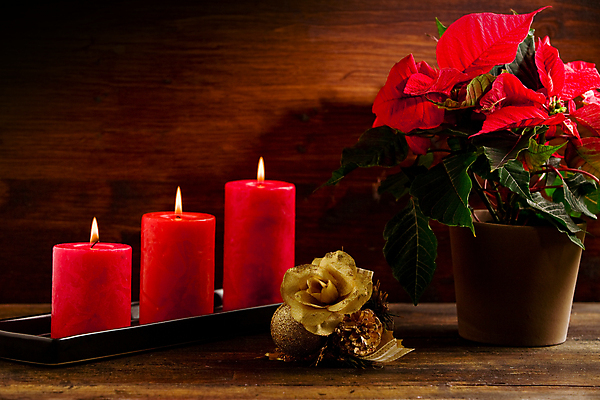 포토 JPG 해외이미지 식물 전통 꽃 잎 크리스마스 사람없음 목재 장식 빨간색 꽃병 심볼 포인세티아 해외202004 해외포토 나무 기념일 컬러 재료 파일형식 이미지허브