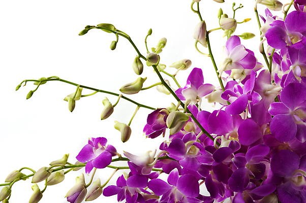 포토 JPG 해외이미지 식물 꽃잎 꽃 꽃다발 꽃무늬 사람없음 정원 스파 벚꽃 난초 향 아로마테라피 이국적 해외202004 해외포토 무늬 테라피 파일형식 이미지허브