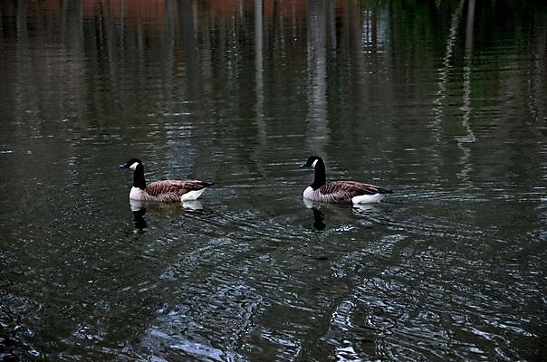 포토 JPG 해외이미지 동물 1 호수 야생동물 백그라운드 패턴 자연 벽지 조류 오리 사람없음 야외 물 반사 평화 환경 수영 화목 침묵 놀람 기쁨 자유 코트 비행 연못 우아함 깃털 호기심 목 고립 동물상 혼자 해외202004 해외포토 자연요소 감정 컨셉 무늬 표정 신체부위 조형물 소리 외투 수상스포츠 생태계 파일형식 이미지허브