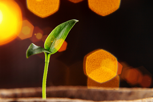 포토 JPG 해외이미지 식물 종이 줄기 컨셉 잎 농업 채소 자연 새로움 씨앗 사람없음 초록색 빛 햇빛 태양 농장 새싹 환경 정원 맑음 봄 성장 광선 신선 냄비 작음 원예 모종 묘목 생태학 심기 처음 세련 해외202004 해외포토 자연요소 나무 계절 교육 산업 컬러 모션 날씨 취미 솥 크기 생태계 파일형식 이미지허브