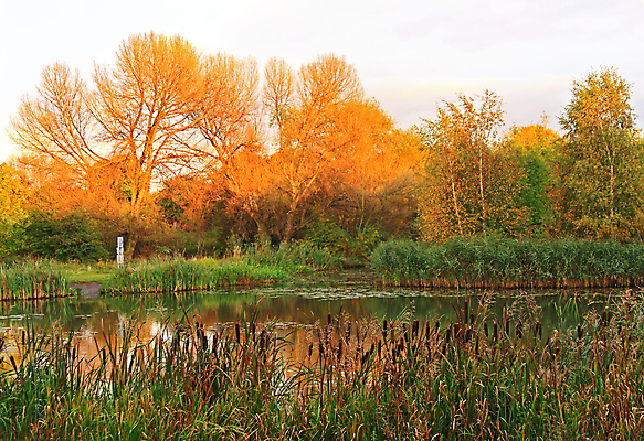 포토 JPG 해외이미지 나무 식물 계절 공원 호수 여행 잎 오렌지 자연 하늘 아침 풍경 사람없음 야외 빨간색 초록색 파란색 강 컬러풀 반사 노란색 평화 환경 침묵 일몰 가을 물방울 나뭇가지 개울 황금 숲 그림 찢어짐 삼림지대 생태학 해외202004 해외포토 주간 공공시설 교육 컬러 컨셉 과일 모션 노을 소리 생태계 파일형식 이미지허브