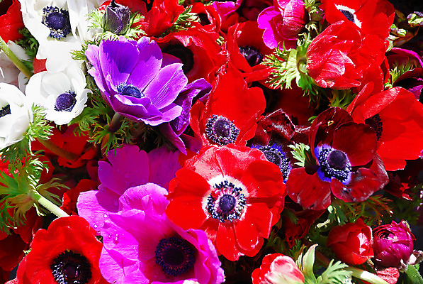 포토 JPG 해외이미지 식물 1 계절 꽃잎 꽃 분홍색 백그라운드 잎 자연 발렌타인데이 선물 사랑 사람없음 빨간색 초록색 여름 파란색 빛 컬러풀 햇빛 정원 보라색 봄 젖음 벚꽃 흰색 물방울 떨어짐 자주색 자르기 심볼 묘사 질감 꽃가루 양귀비 꽃수술 아네모네 해외202004 해외포토 감정 컬러 컨셉 모션 데이이벤트 태양 가루 생태계 파일형식 이미지허브