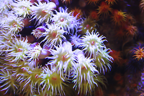 포토 JPG 해외이미지 사람없음 수족관 식민지 해외202004 해외포토 파일형식 이미지허브