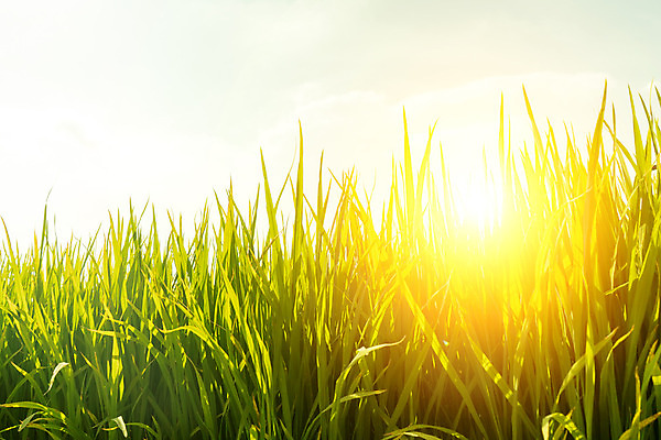 포토 JPG 해외이미지 식물 계절 문화 음식 잎 농업 자연 하늘 밥 건강 풍경 사람없음 야외 초록색 여름 빛 농작물 햇빛 태양 농장 농경지 노란색 일출 환경 일몰 수확 성장 시골 신선 낟알 땅 시리얼 장면 내추럴 개발 논밭 밭일 숙성 심기 해외202004 해외포토 자연요소 산업 컬러 밭 모션 논 노을 생태계 파일형식 이미지허브