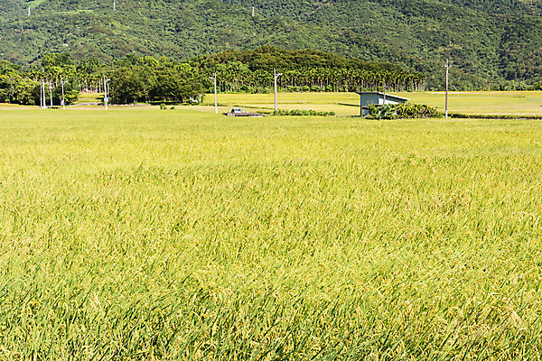 포토 JPG 해외이미지 식물 아시아 도로 음식 백그라운드 농업 자연 하늘 밥 동양인 풍경 사람없음 야외 가로 파란색 농작물 농장 노란색 고요 수확 성장 시골 황금 낟알 시리얼 대만 장면 천국 논밭 숙성 평야 카피스페이스 해외202004 해외포토 나라 산업 길 컬러 밭 교통시설 논 인종 공백 생태계 파일형식 이미지허브