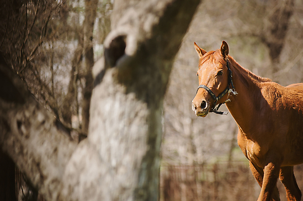 포토 JPG 해외이미지 동물 밭 포유류 자연 하늘 털 사람없음 야외 초록색 파란색 울타리 농장 갈색 농촌 땅 갈기 대가리 방목장 해외202004 해외포토 컬러 농업 담장 시골 생태계 파일형식 이미지허브
