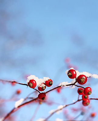 포토 JPG 해외이미지 식물 계절 열매 백그라운드 겨울 과일 자연 하늘 건강 사람없음 빨간색 파란색 장미 추위 나뭇가지 엉덩이 허브 묘사 내추럴 해외202004 해외포토 나무 꽃 컬러 신체부위 생태계 파일형식 이미지허브