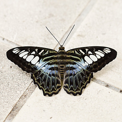 포토 JPG 해외이미지 식물 동물 길 나비 곤충 절지류 날개 자연 휴식 안테나 앉기 사람없음 야외 여름 파란색 빛 컬러풀 3D 정원 검은색 흰색 뜨거움 벌레 선탠 숲 작음 큼 묘사 싱글 생물학 나방 내추럴 고립 무료 해외202004 해외포토 계절 교육 컬러 컨셉 통신 모션 크기 디지털합성 생태계 파일형식 이미지허브