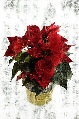 포토 JPG 해외이미지 디자인 꽃 별 백그라운드 크리스마스 벽지 추상 프레임 미술 사람없음 수확 골동품 시골 신용카드 질감 그런지 해외202004 해외포토 자연요소 식물 기념일 무늬 농업 문화예술 금융 파일형식 이미지허브