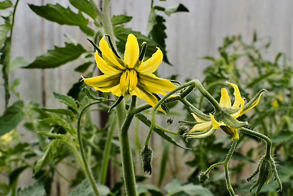 포토 JPG 해외이미지 식물 계절 꽃잎 꽃 음식 줄기 백그라운드 잎 농업 토마토 채소 건강 사람없음 초록색 노란색 벚꽃 나뭇가지 신선 유기농 원예 내추럴 채소밭 모종 온실 채식주의자 해외202004 해외포토 나무 웰빙 산업 컬러 밭 취미 채식 파일형식 이미지허브