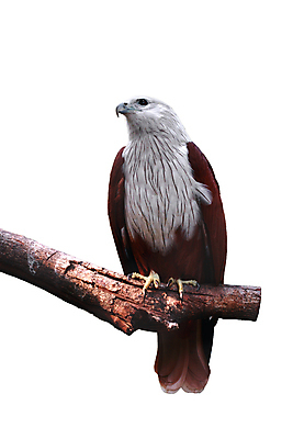 포토 JPG 해외이미지 동물 1 야생동물 날개 자연 조류 동물원 사람없음 세로 갈색 흰색 나뭇가지 관찰 잡기 깃털 연 꼬리 부리 독수리 발톱 해외202004 해외포토 나무 컬러 모션 발 놀이용품 생태계 파일형식 이미지허브