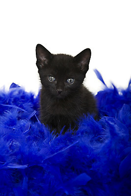 포토 JPG 해외이미지 동물 포유류 포옹 자연 앉기 사람없음 파란색 반려동물 검은색 고양이 작음 깃털 흰배경 부드러움 해외202004 해외포토 컬러 백그라운드 안기 모션 흰색 감각 크기 생태계 파일형식 이미지허브