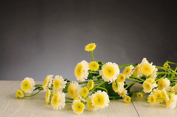 포토 JPG 해외이미지 식물 디자인 꽃잎 꽃 백그라운드 컨셉 잎 꽃무늬 자연 새로움 건강 사람없음 목재 초록색 여름 노란색 우주 칠판 봄 가을 흰색 나뭇가지 신선 개화 닫기 5월 순수 분필 원예 데이지 구성 엘리먼트 캐모마일 해외202004 해외포토 나무 계절 컬러 무늬 재료 모션 취미 날짜 허브 초크 생태계 파일형식 이미지허브