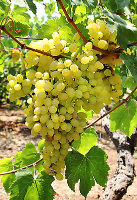 포토 JPG 해외이미지 식물 계절 열매 음식 잎 농업 다이어트 과일 자연 포도 디저트 건강 사람없음 초록색 여름 노란색 와인 맑음 수확 성장 가을 흰색 나뭇가지 시골 신선 달콤 맛 다발 유기농 포도밭 포도나무 내추럴 강렬 숙성 양조 양조장 해외202004 해외포토 나무 웰빙 산업 컬러 컨셉 밭 날씨 주류 과일나무 생태계 파일형식 이미지허브