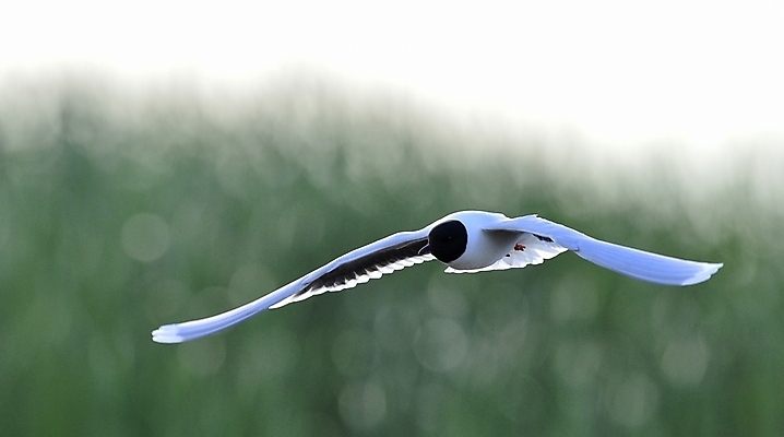 포토 JPG 해외이미지 동물 얼굴 야생동물 바다 포즈 백그라운드 날개 자연 갈매기 조류 하늘 낚시 사람없음 옆모습 초록색 물 평화 검은색 흰색 비행 얼룩 깃털 코 꼬리 물새 무료 해외202004 해외포토 자연요소 뷰포인트 컬러 컨셉 레저 신체부위 생태계 파일형식 이미지허브