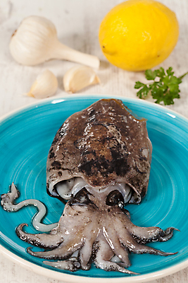 포토 JPG 해외이미지 동물 음식 바다 백그라운드 다이어트 건강 사람없음 물 머리 수중 흰색 해산물 오징어 날것 문어 촉수 내추럴 해외202004 해외포토 자연요소 컬러 연체동물 신체부위 수중동물 파일형식 이미지허브