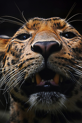 포토 JPG 해외이미지 한마리 응시 얼굴 야생동물 검은배경 실내 근접촬영 사람없음 머리 맹수 표범 해외202004 해외포토 동물 1 시선 뷰포인트 백그라운드 포유류 내부 신체부위 검은색 파일형식 이미지허브