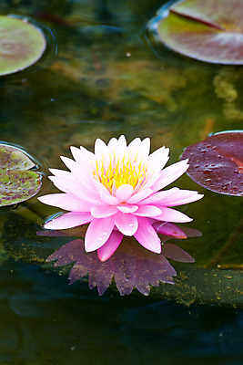 포토 JPG 해외이미지 식물 꽃잎 꽃 아시아 호수 줄기 분홍색 잎 연꽃 동양인 풍경 사람없음 초록색 정원 중국 어둠 고요 봄 벚꽃 백합 관목 순수 생물학 향기 신성 동쪽 거인 내추럴 패드 이국적 해외202004 해외포토 나무 계절 교육 나라 컬러 컨셉 인종 방향 냄새 파일형식 이미지허브