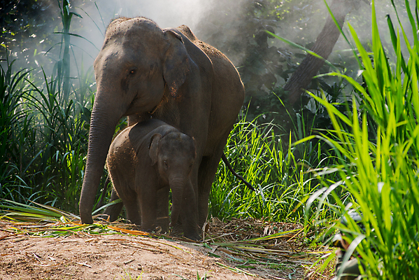 포토 JPG 해외이미지 나무 동물 전통 남자 아시아 종교 문화 야생동물 여행 불교 오렌지 포유류 태국 자연 코끼리 사람 앉기 동양인 성인 사람없음 야외 걷기 침묵 기도 가운 원형 황금 원주민 아침식사 숲 큼 승려 심볼 귀 장면 지역 상아 사프란 전국 해외202004 해외포토 도형 식물 옷 나라 과일 모션 인종 신체부위 식사 소리 아프리카인 크기 성직자 향신료 생태계 파일형식 이미지허브