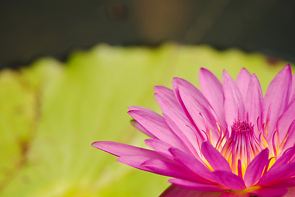 포토 JPG 해외이미지 식물 공원 꽃잎 꽃 선 분홍색 백그라운드 잎 꽃무늬 자연 동양인 사람없음 야외 빨간색 반사 평화 환경 정원 보라색 거울 자유 벚꽃 연못 개화 묘사 명상 싱글 엽서 내추럴 이국적 해외202004 해외포토 공공시설 컬러 컨셉 무늬 인종 편지 생태계 파일형식 이미지허브