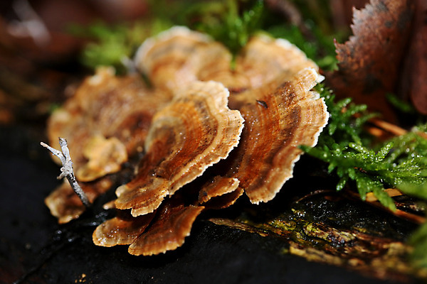 포토 JPG 해외이미지 나무 식물 계절 아시아 야생동물 꽃무늬 자연 종류 이끼 동양인 사람없음 야외 목재 장식 갈색 버섯 젖음 촉촉함 성장 신선 황무지 숲 나무껍질 말레이시아 내추럴 곰팡이 삼림지대 생태학 썩음 아열대 해외202004 해외포토 동물 교육 꽃 나라 컬러 무늬 재료 인종 껍질 생태계 파일형식 이미지허브