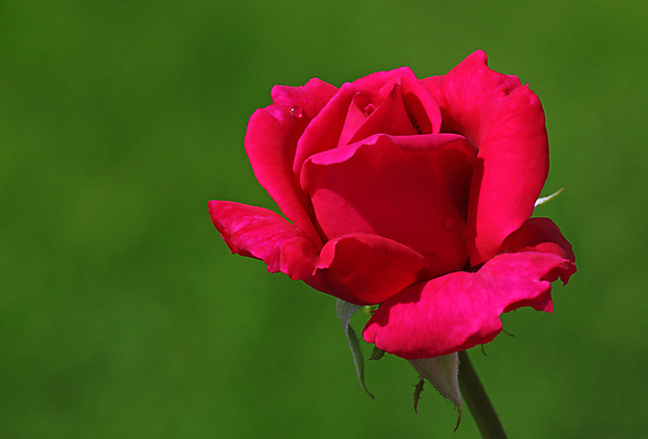 포토 JPG 해외이미지 식물 꽃잎 꽃 분홍색 백그라운드 잎 자연 친절 사람없음 빨간색 초록색 장미 떨어짐 이슬 향기 부드러움 해외202004 해외포토 컬러 컨셉 감각 생태계 냄새 파일형식 이미지허브