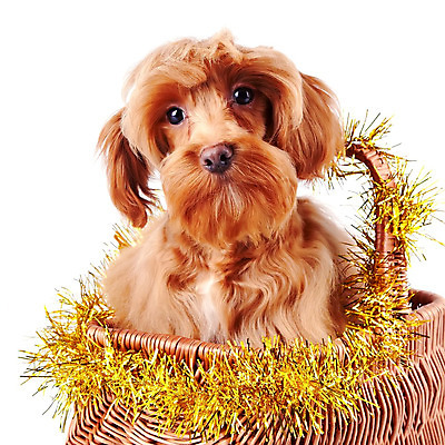 포토 JPG 해외이미지 동물 척추동물 행복 새끼 포유류 털 사람없음 반려동물 갈색 머리 우정 개 강아지 보호 작음 모피 테리어 호기심 푸들 사냥개 솜털 송곳니 기르기 신앙심 유래 천진난만 해외202004 해외포토 감정 컬러 컨셉 신체부위 친구 치아 크기 돌봄 파일형식 이미지허브