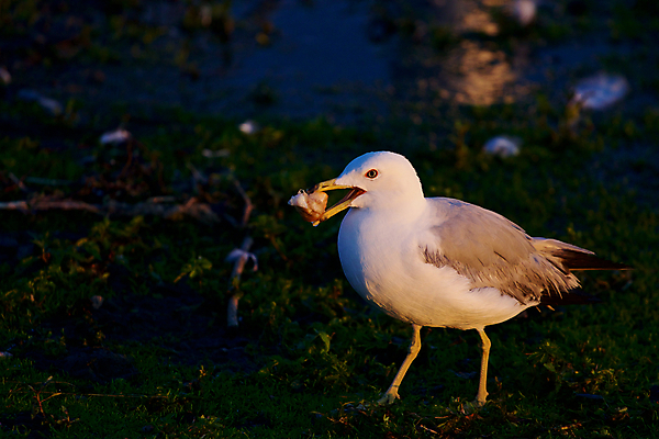 포토 JPG 해외이미지 응시 음식 백그라운드 날개 갈매기 조류 사람없음 머리 회색 흰색 관찰 반지 은색 저녁 먹기 검색 호기심 계산서 반응 해외202004 해외포토 동물 시선 감정 컬러 컨셉 장신구 모션 신체부위 야간 파일형식 이미지허브