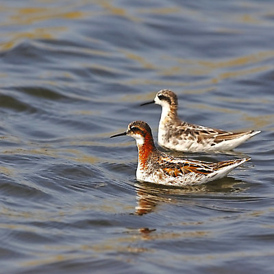 포토 JPG 해외이미지 동물 호수 야생동물 바다 자연 조류 종류 사람없음 빨간색 습지 철새 해외202004 해외포토 컬러 생태계 파일형식 이미지허브