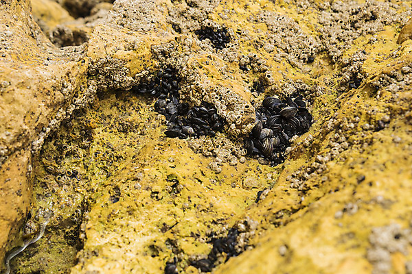 포토 JPG 해외이미지 야생동물 음식 바다 자연 조류 조개 연체동물 갑각류 해변 사람없음 야외 물 환경 바닷속 식사 껍질 그룹 해조류 맛 먹기 해산물 질감 생물학 날것 홍합 태평양 암초 가리비 내추럴 생태학 소금물 식품점 해외202004 해외포토 자연요소 동물 교육 컨셉 모션 어패류 무척추동물 상점 수중 해양식물 생태계 파일형식 이미지허브