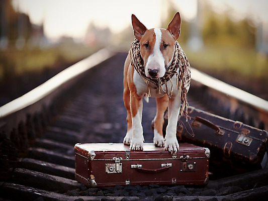 포토 JPG 해외이미지 동물 척추동물 도로 여행 컨셉 가방 포유류 교통시설 모션 사람없음 반려동물 여행객 여행가방 목도리 짐 용기 기다림 좌절 선택 개 강아지 보호 테리어 복고 근육질 불독 송곳니 구식 방법 신앙심 옛날 해외202004 해외포토 그릇 잡화 감정 길 교통 근육 사람 치아 몸매 시설 파일형식 이미지허브