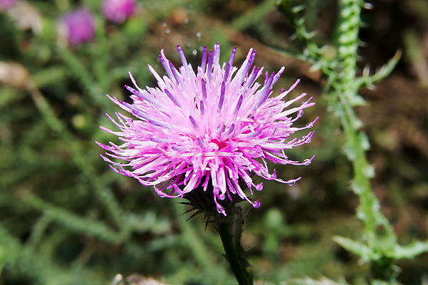 포토 JPG 해외이미지 식물 꽃 분홍색 꽃무늬 밭 자연 국화 사람없음 초록색 컬러풀 보라색 벚꽃 가시 묘사 생물학 꽃가루 엉겅퀴 내추럴 꽃수술 해외202004 해외포토 교육 컬러 무늬 농업 가루 생태계 파일형식 이미지허브