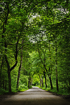 포토 JPG 해외이미지 나무 공원 도로 자연 풍경 사람없음 목재 초록색 환경 봄 숲 흙길 해외202004 해외포토 식물 계절 공공시설 길 컬러 재료 교통시설 흙 생태계 파일형식 이미지허브